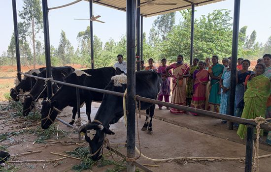 cattle